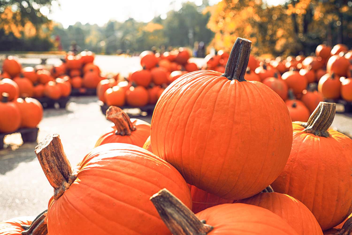Selecting the right pumpkin for carving