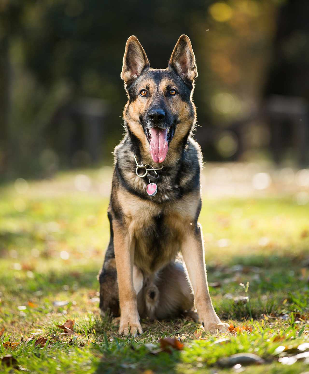 German Shepherd Sitting in Grass