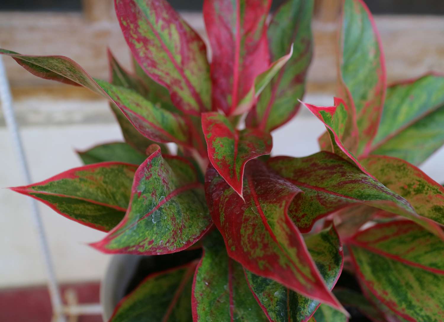 chinese evergreen plant with red and green leaves