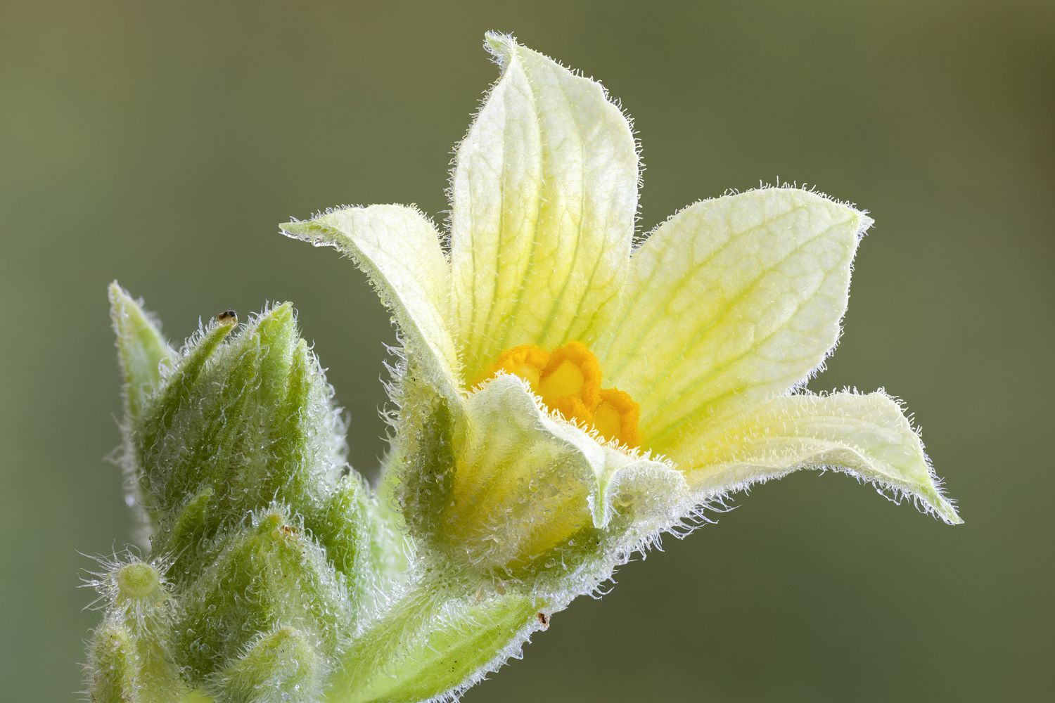 Flower of squirting cucumber (Ecballium elaterium) plant 