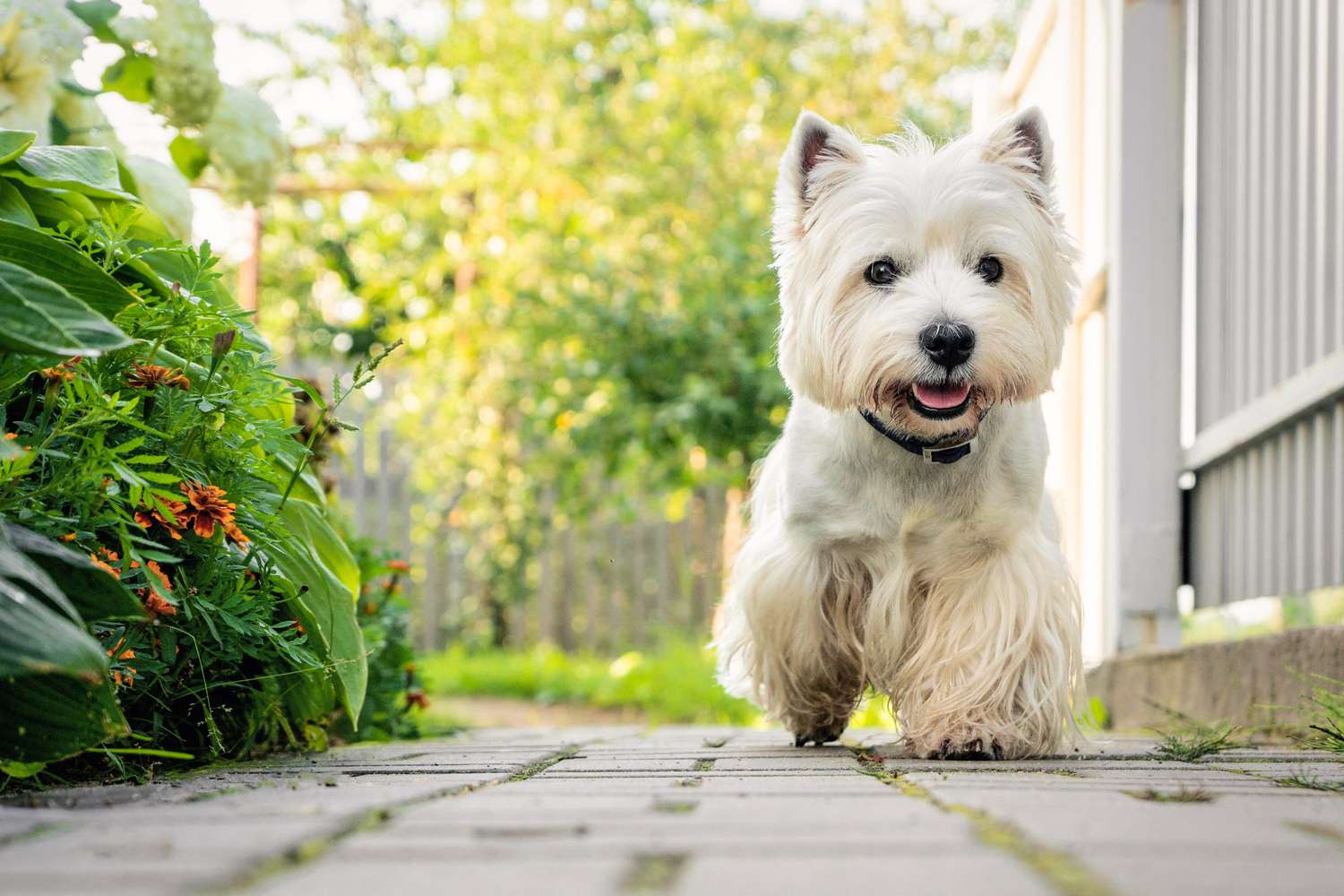 West Highland White Terrier runs along the path