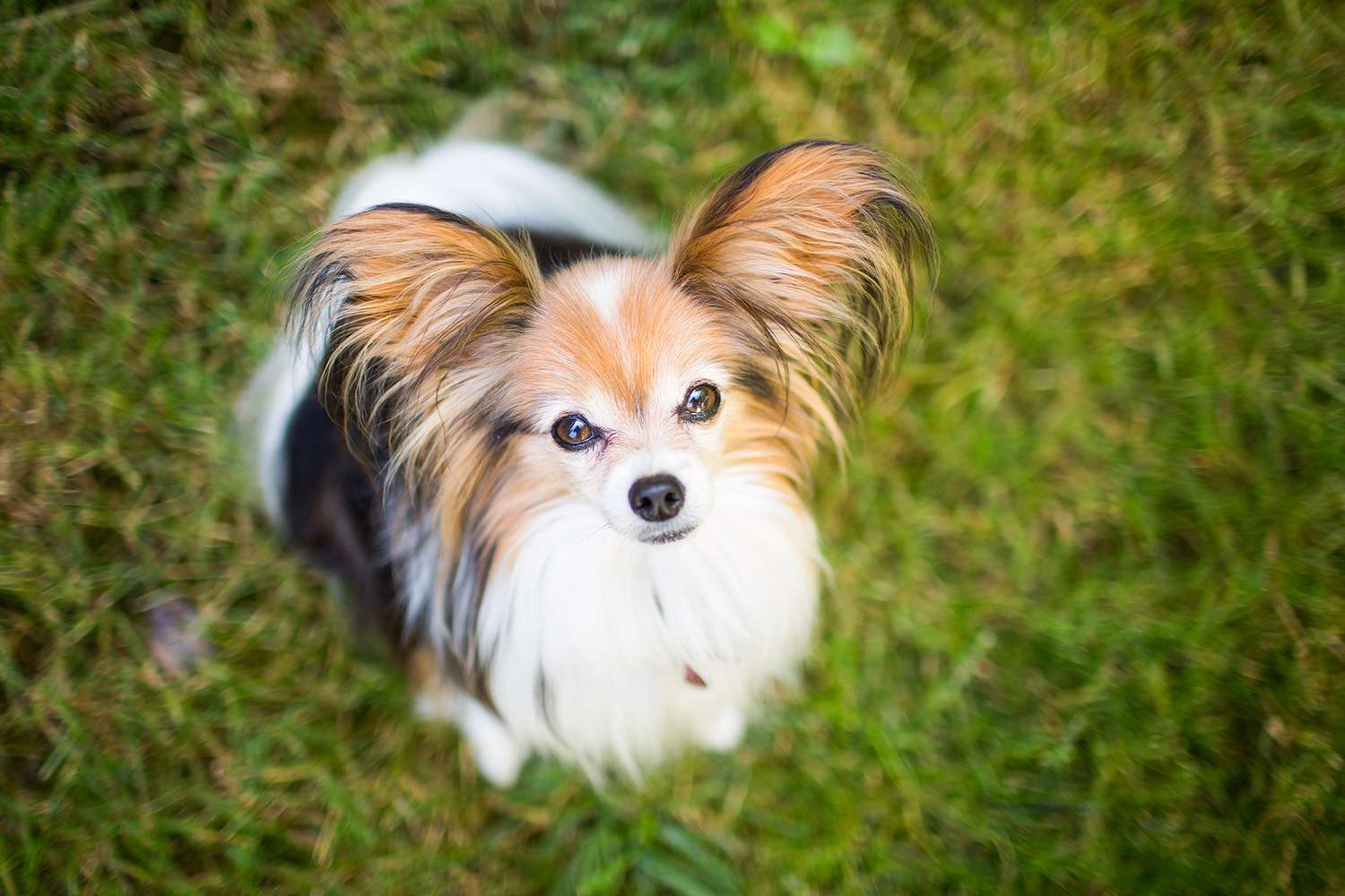 Papillon dog sitting in grass looking up