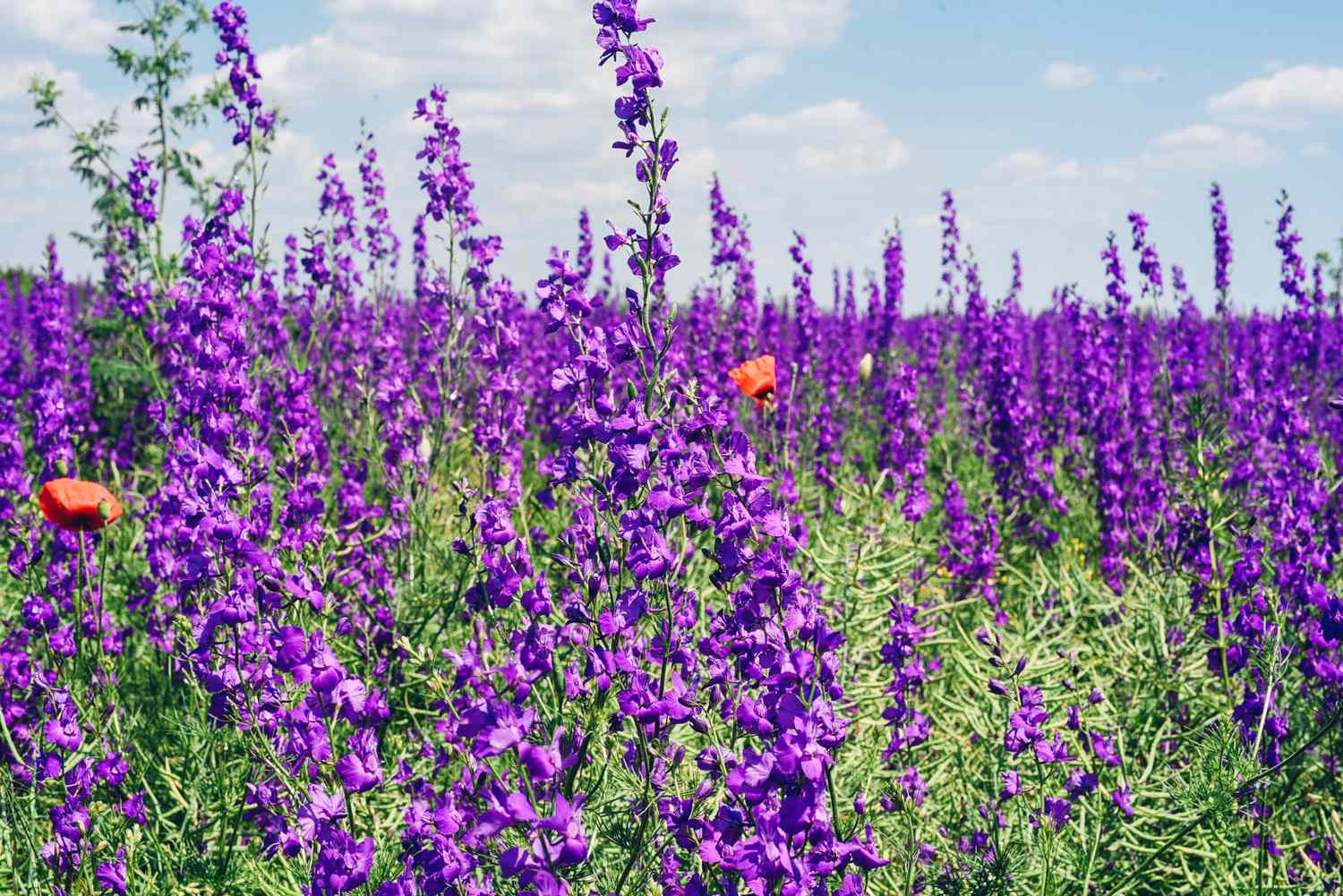 purple larkspur flowers growing in a field