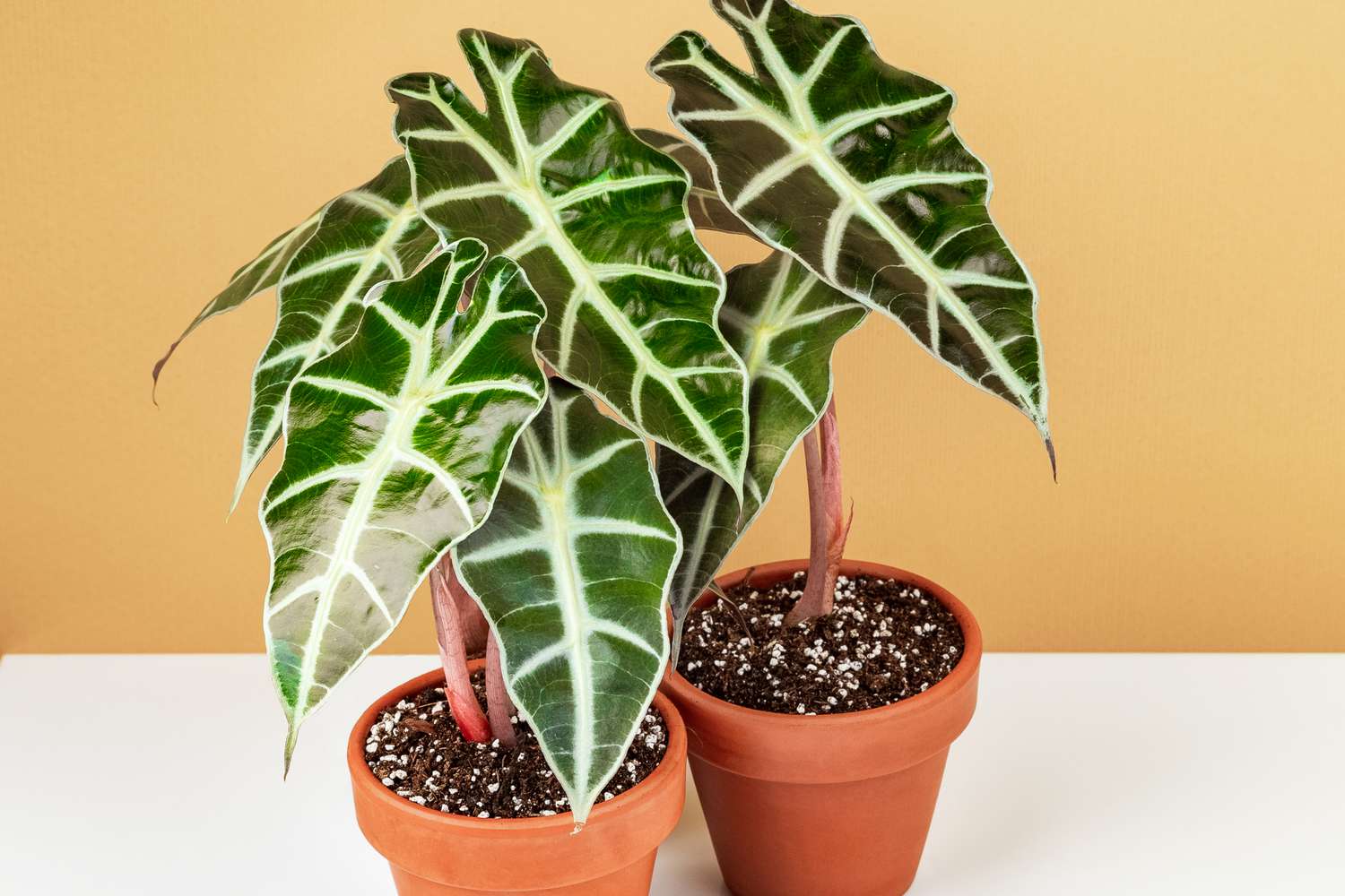 African Mask Alocasia