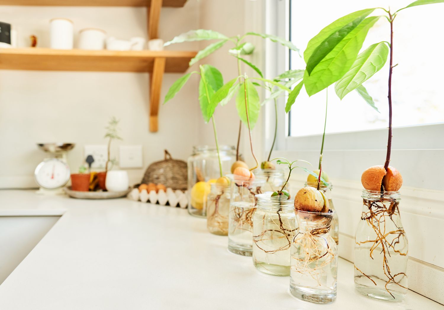 avocado plants grown from pits in jars