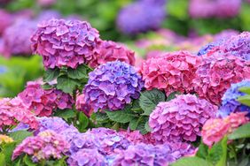 A field of blooming hydrangeas
