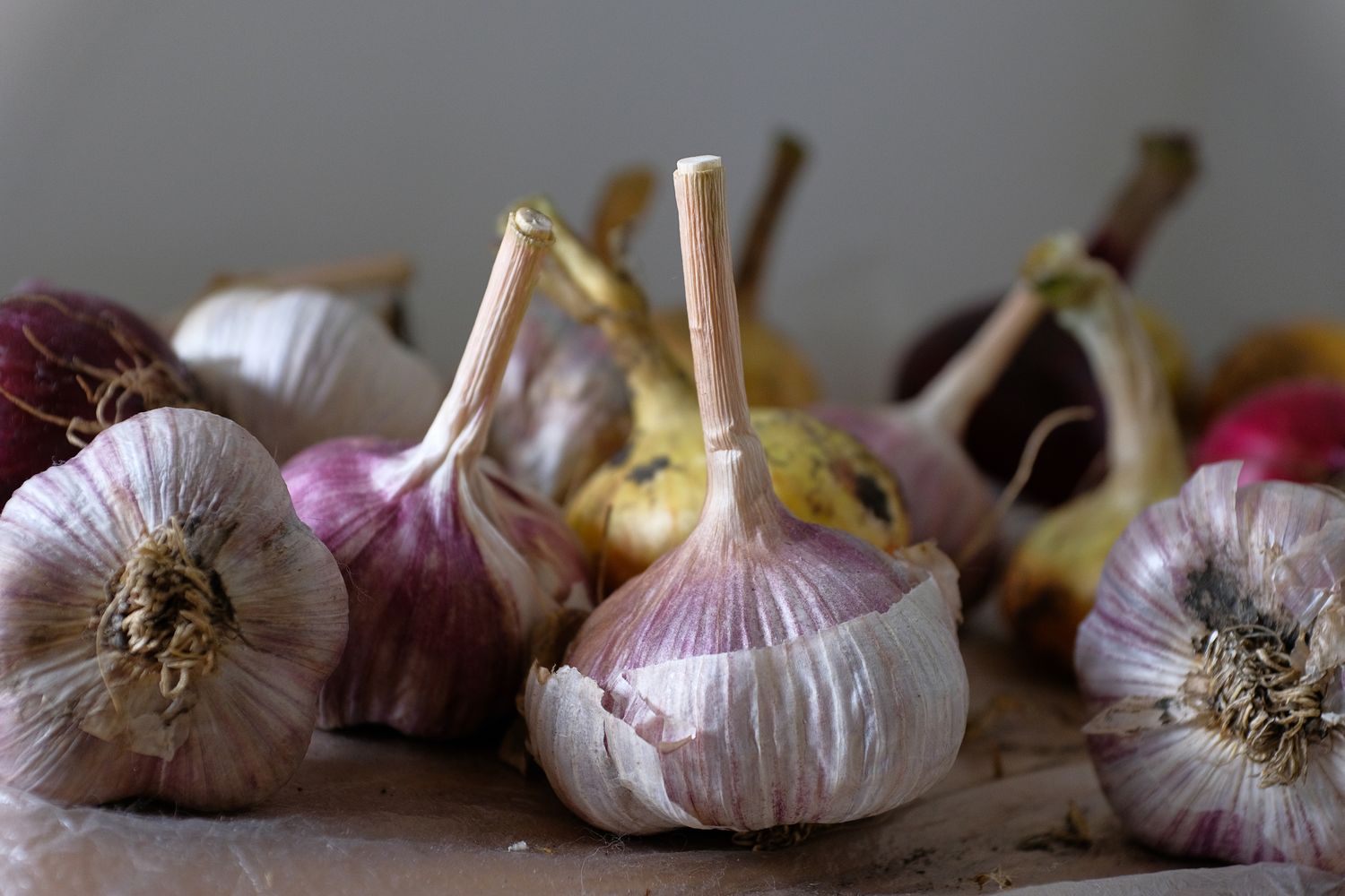 Red and golden garlic, just picked from the garden