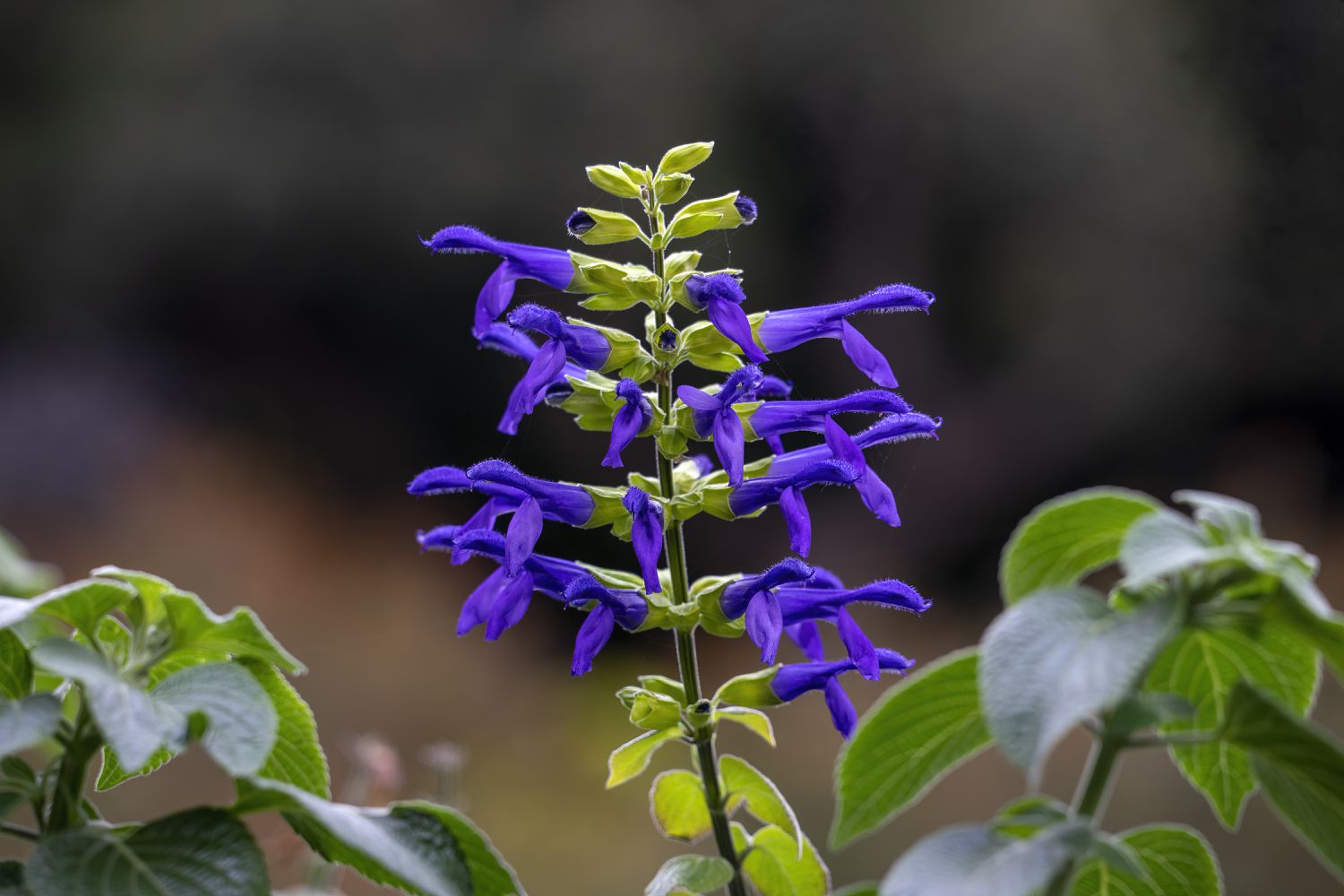 purple hummingbird sage