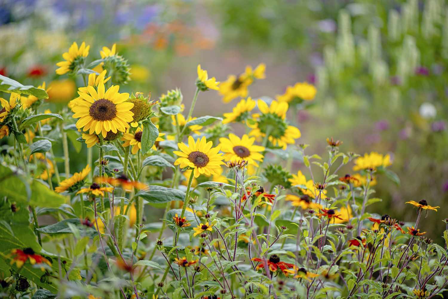 Sunflowers spreading across a garden with cone flowers