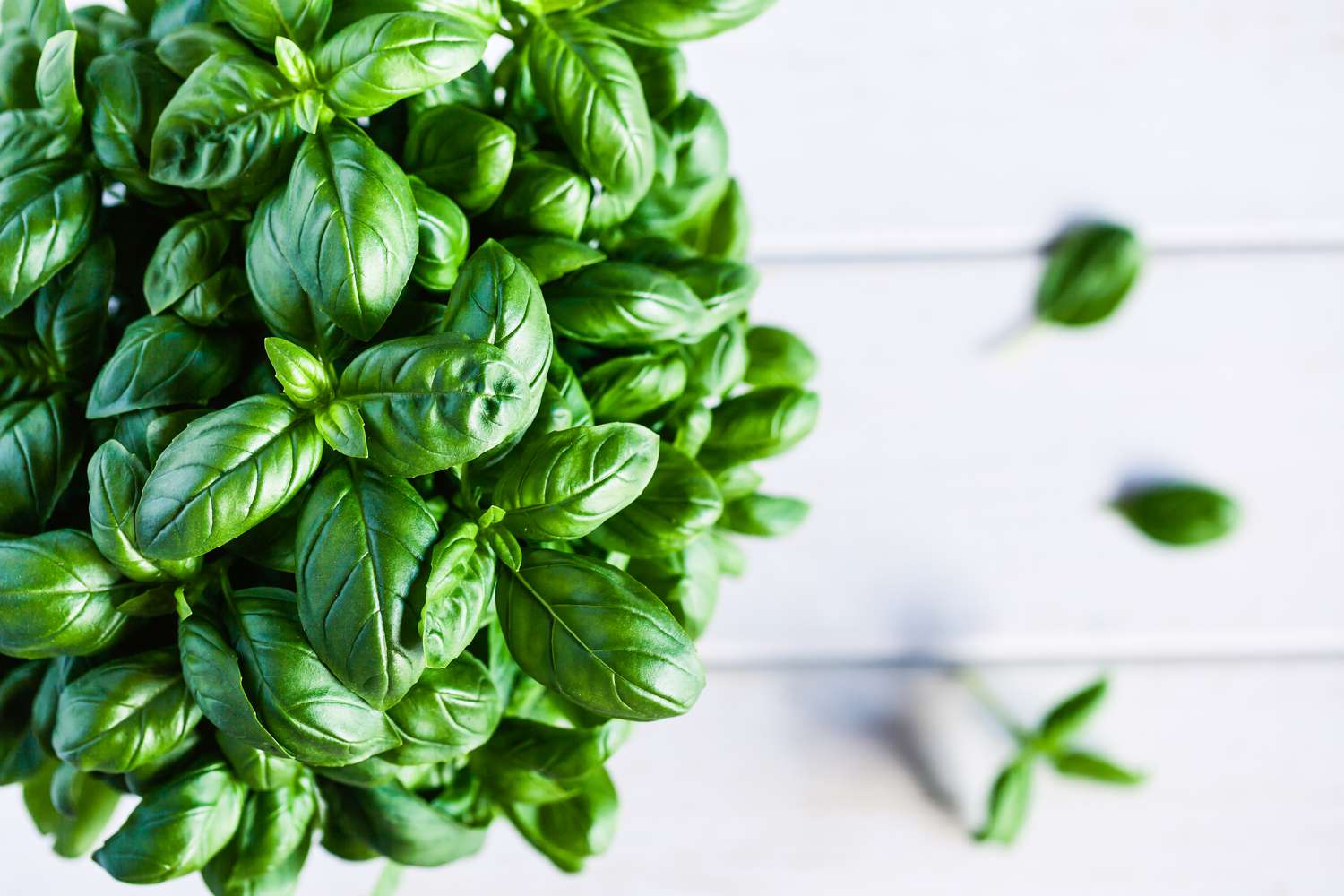 Basil herb