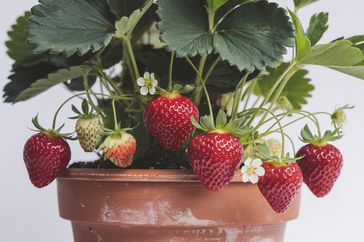 strawberries in a pot 