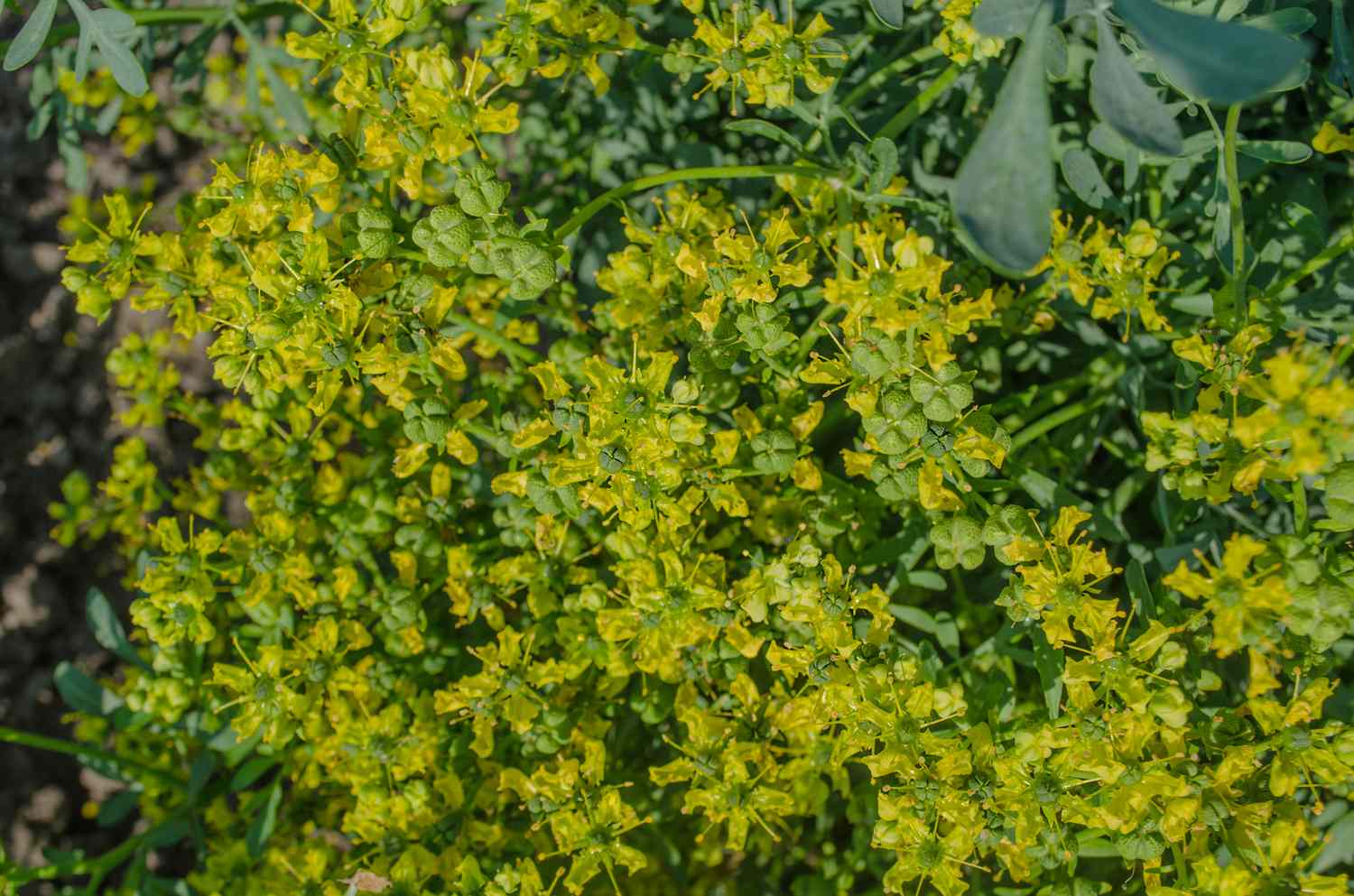 Dense cluster of small flowers with surrounding green foliage