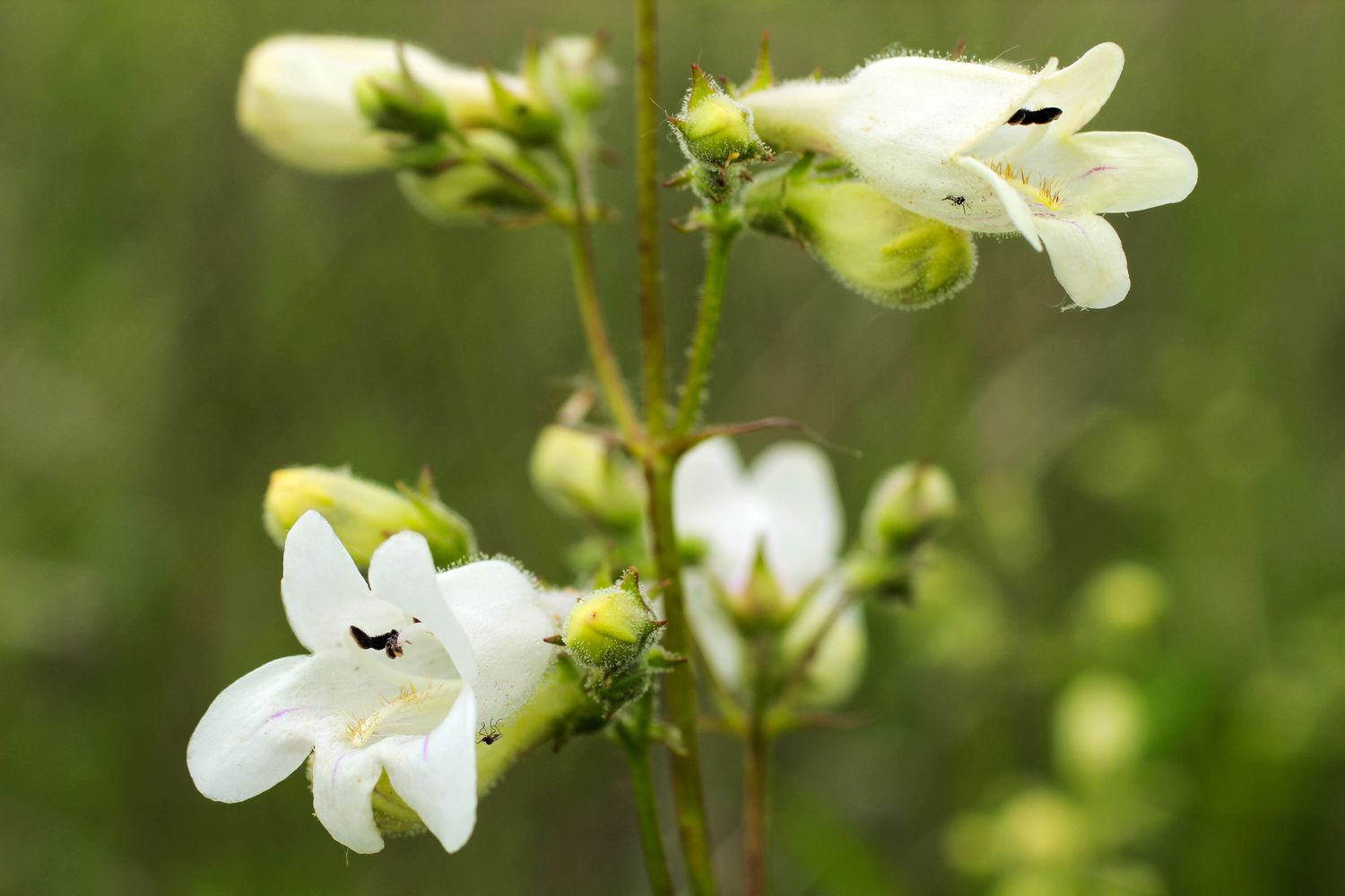 foxglove beardtongue