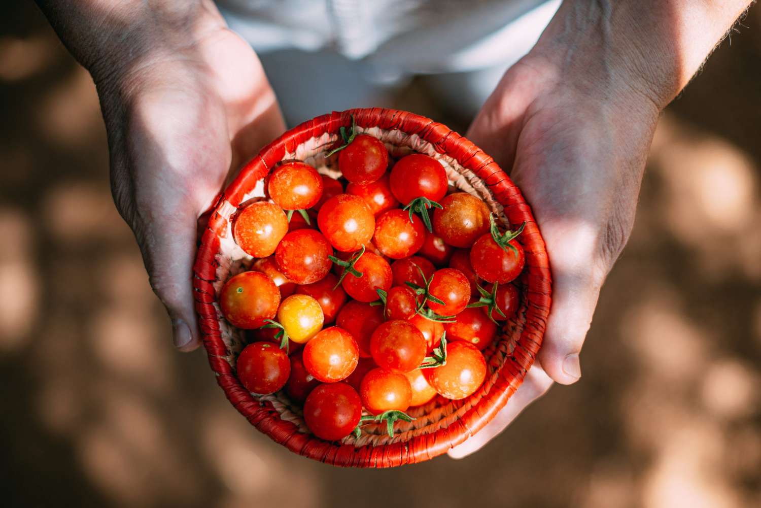 Organic Fresh Tomatoes in a Bowl