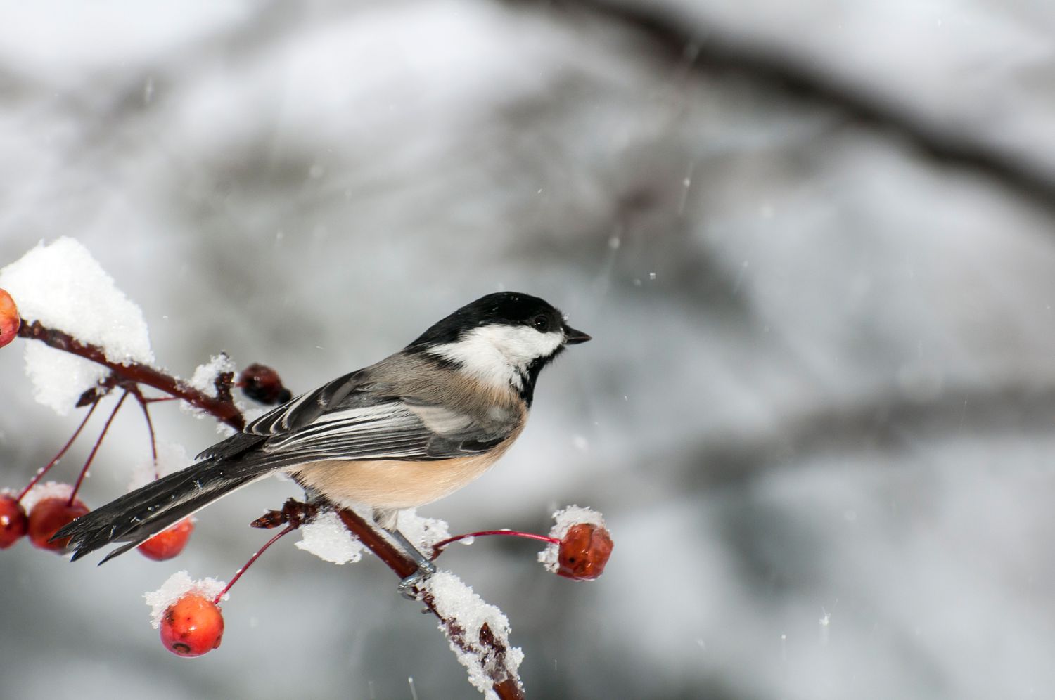 black capped chickadee bird