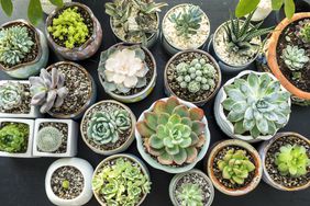 succulent houseplants