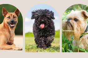 Composite of Unique Dog Breeds