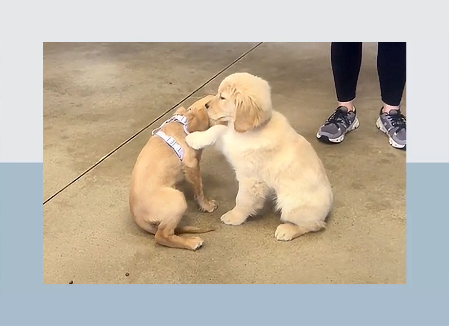 two small golden puppies playing