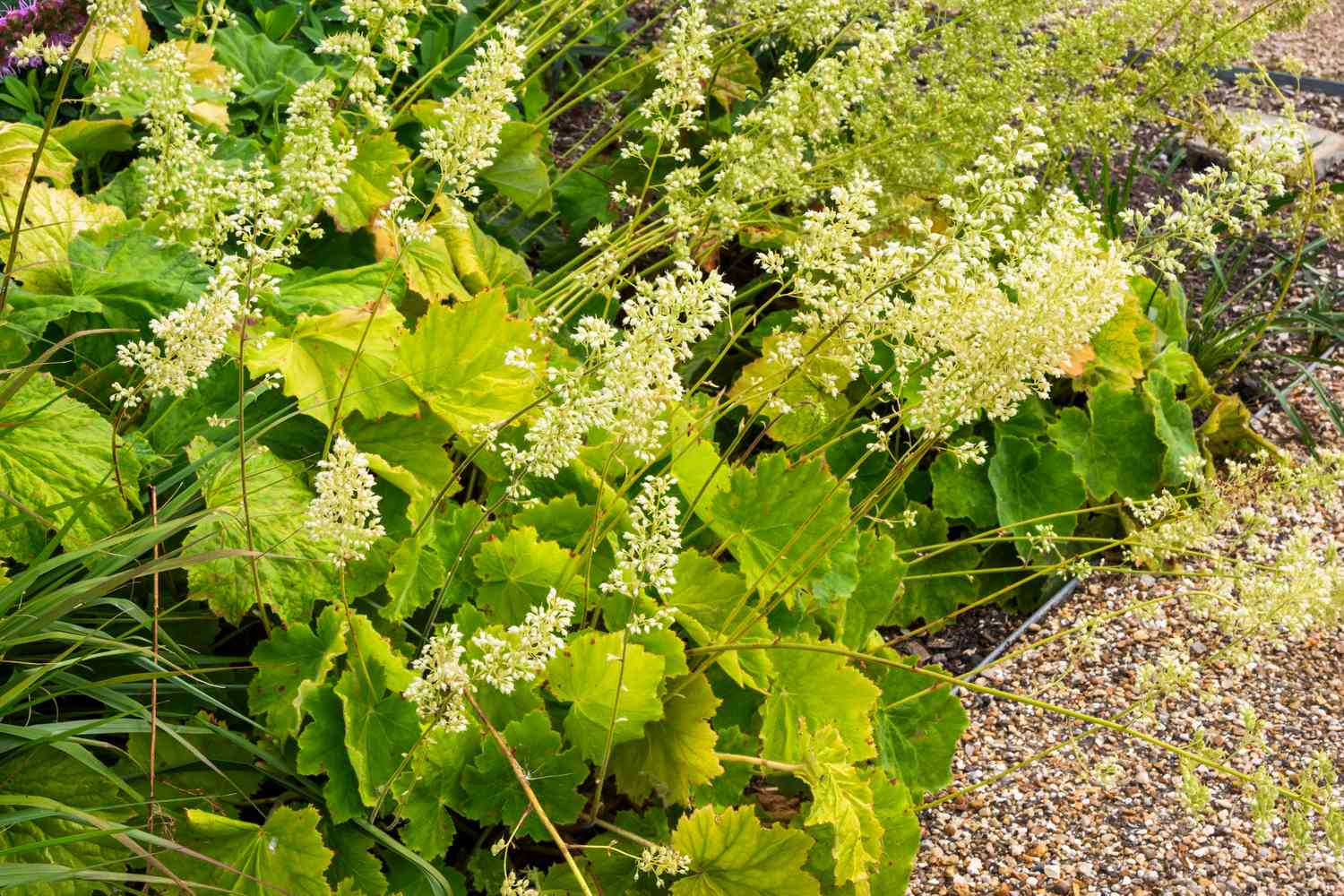 Coral Bells 'Autumn Bride'