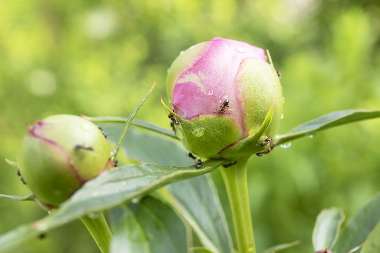 Ants on peonies