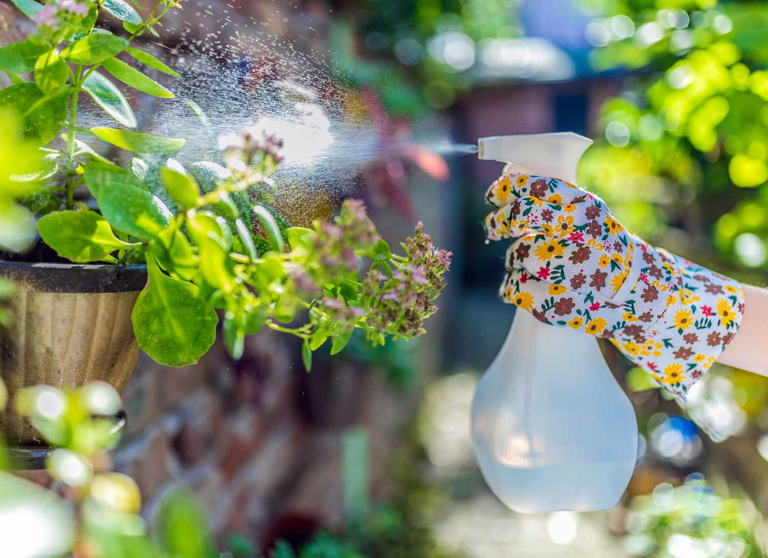 someone spraying a hanging plant outside