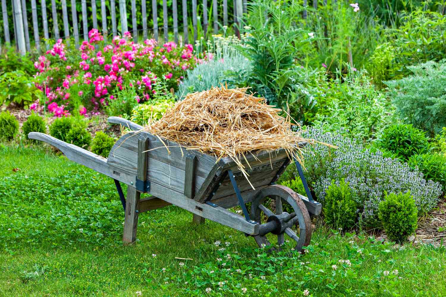Wheelbarrow of straw for landscaping