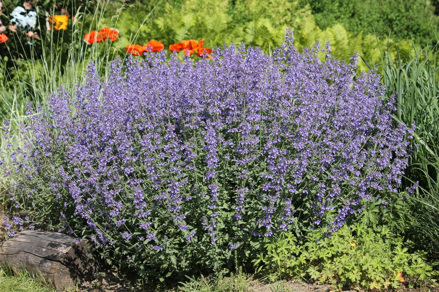 A lush cluster of catmint flowers in a garden setting bordered by greenery and some orange flowers in the background