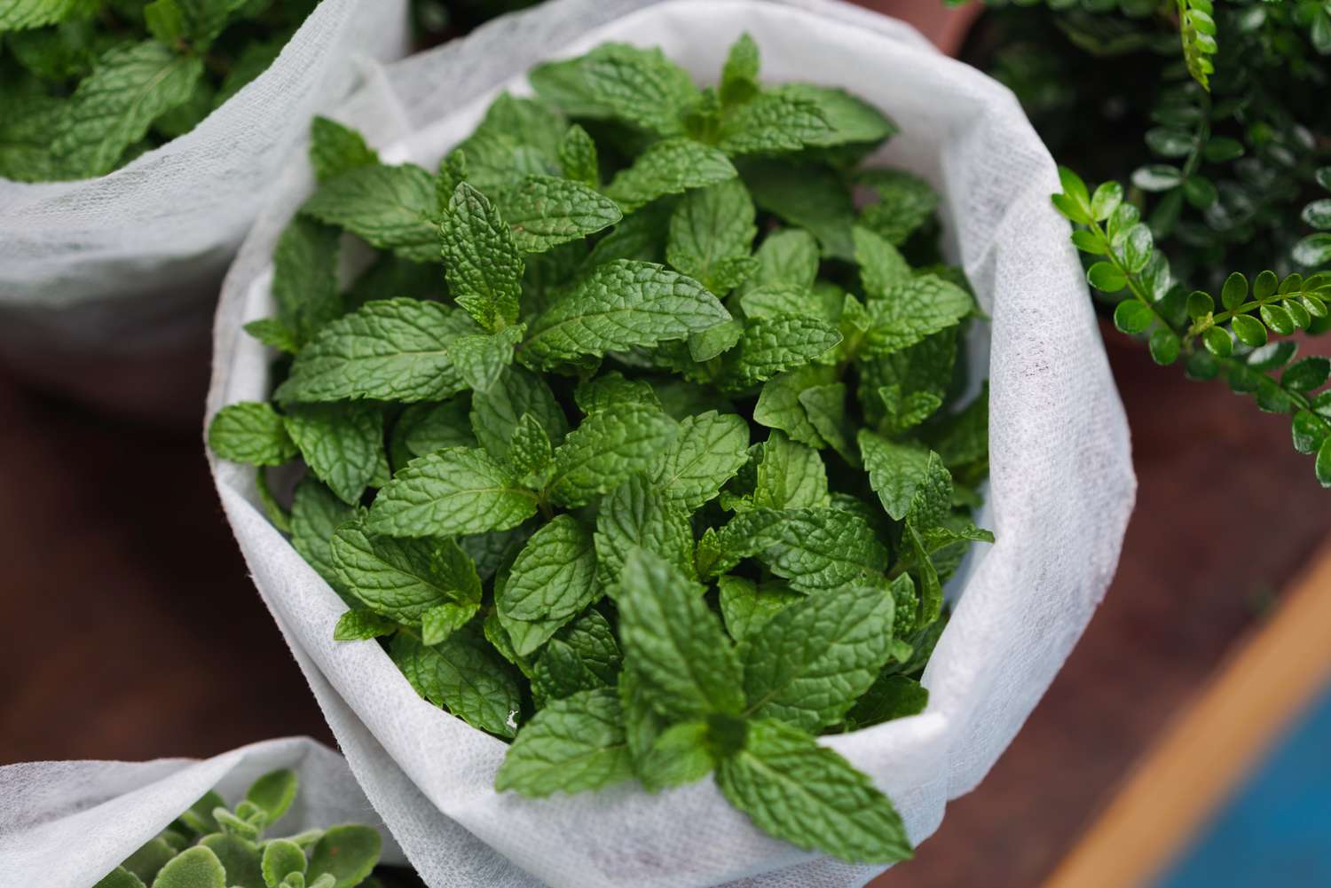 Mint leaves in a cloth container fresh and vibrant