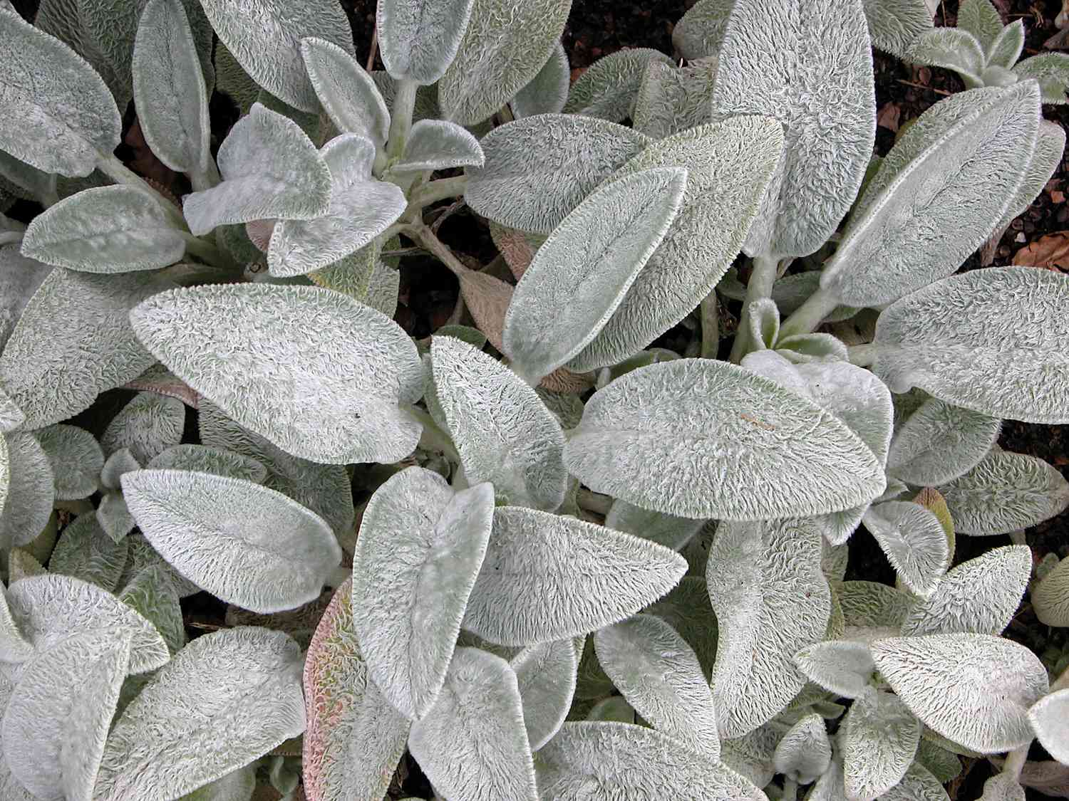Lamb's ear plant