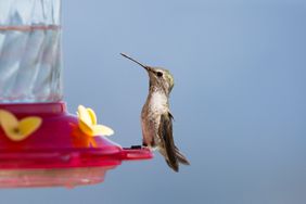 A hummingbird perched on a red feeder
