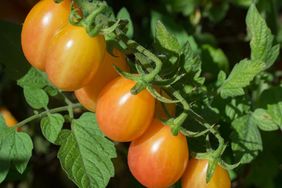 scarlet sunrise tomato
