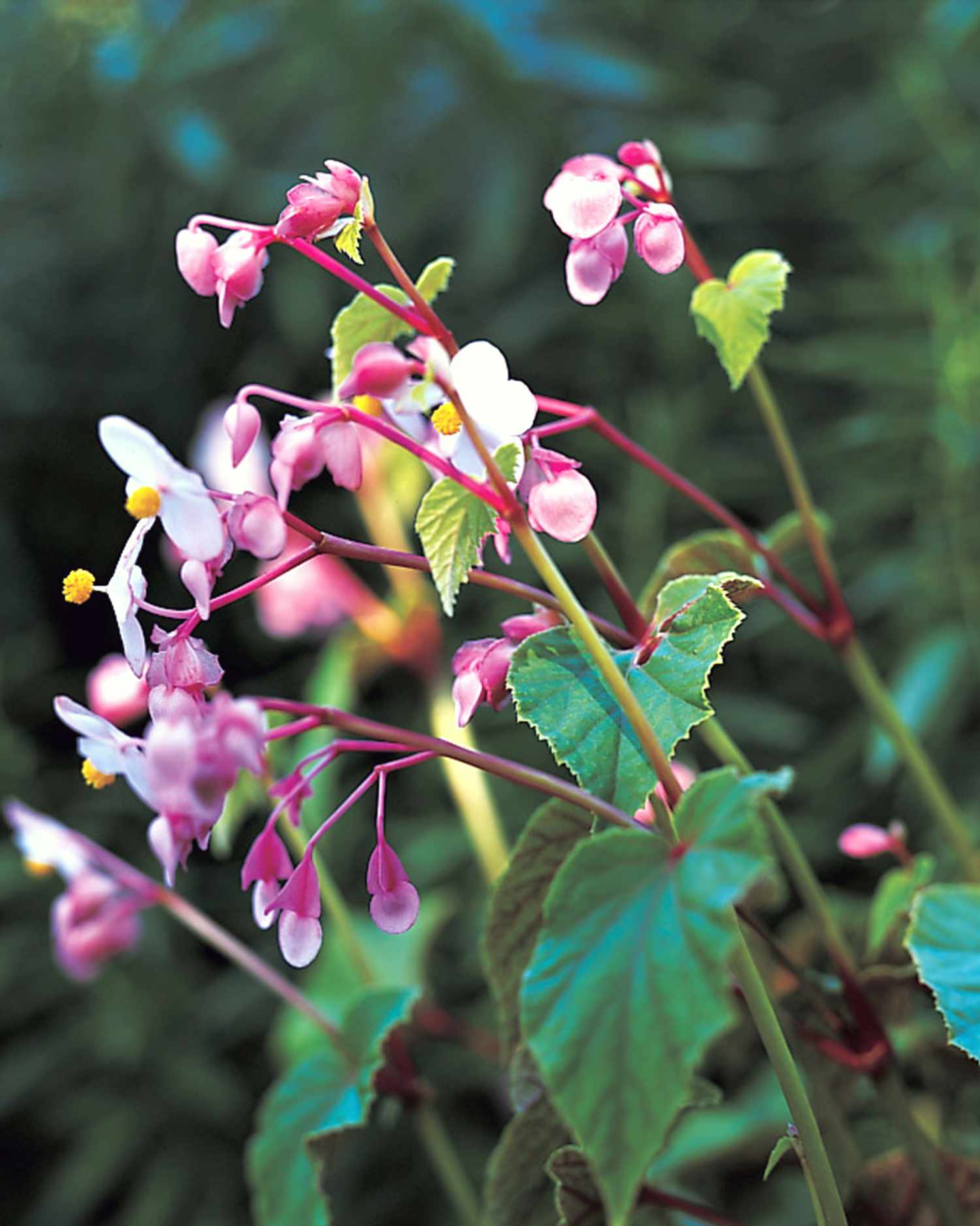 close up of a hardy begonia flower in a garden