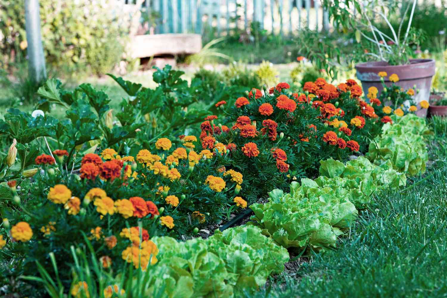 Marigolds and lettuce growing in garden
