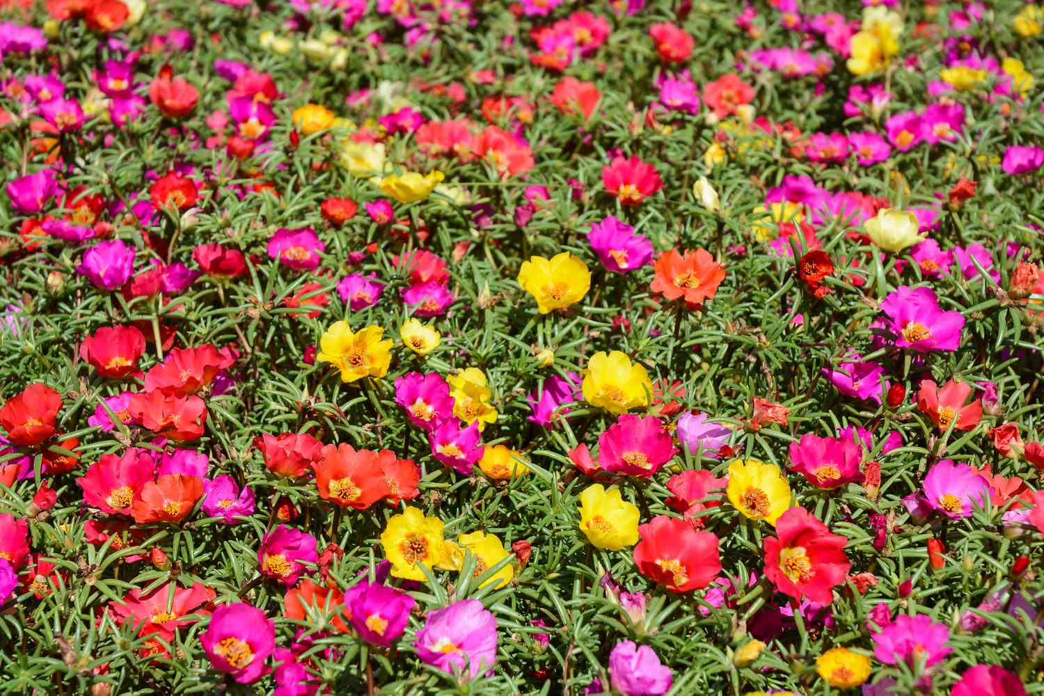 portulaca flowers
