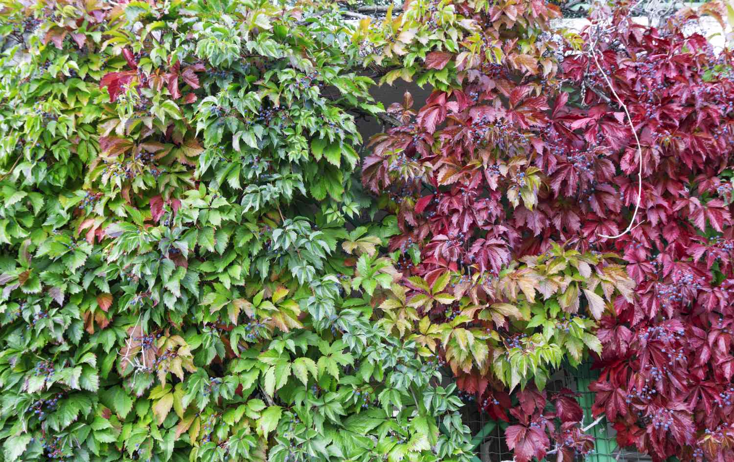 Virginia creeper
