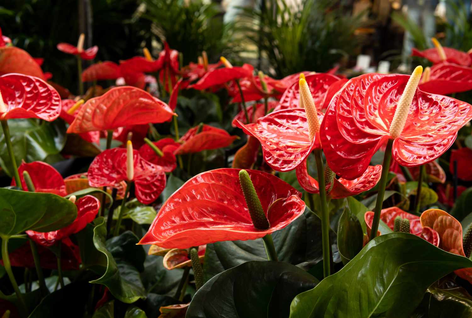 Closeup of anthurium flowers in a garden setting featuring red leaves and cylindrical spadices