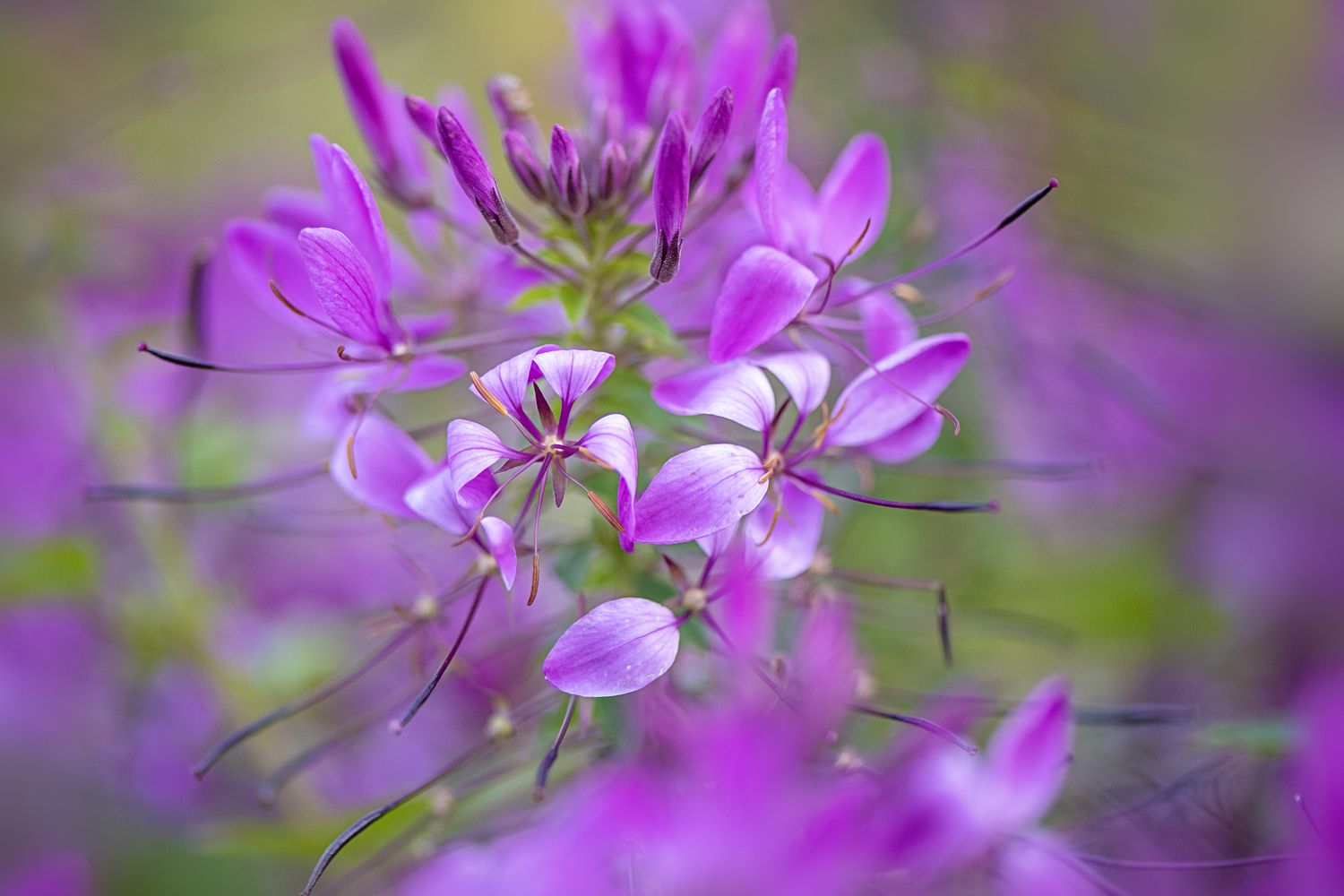 Cleome