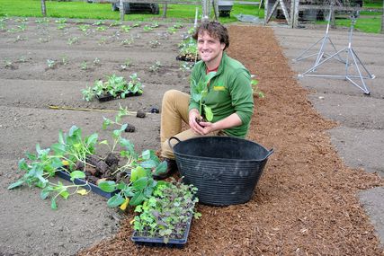 Martha's gardener planting vegetables in the garden