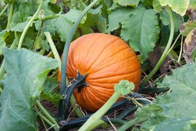 A pumpkin growing among green leaves and vines in a garden