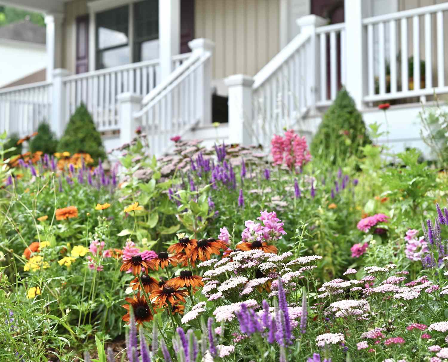 A vibrant front yard garden filled with various flowering plants in front of a house with railing and steps