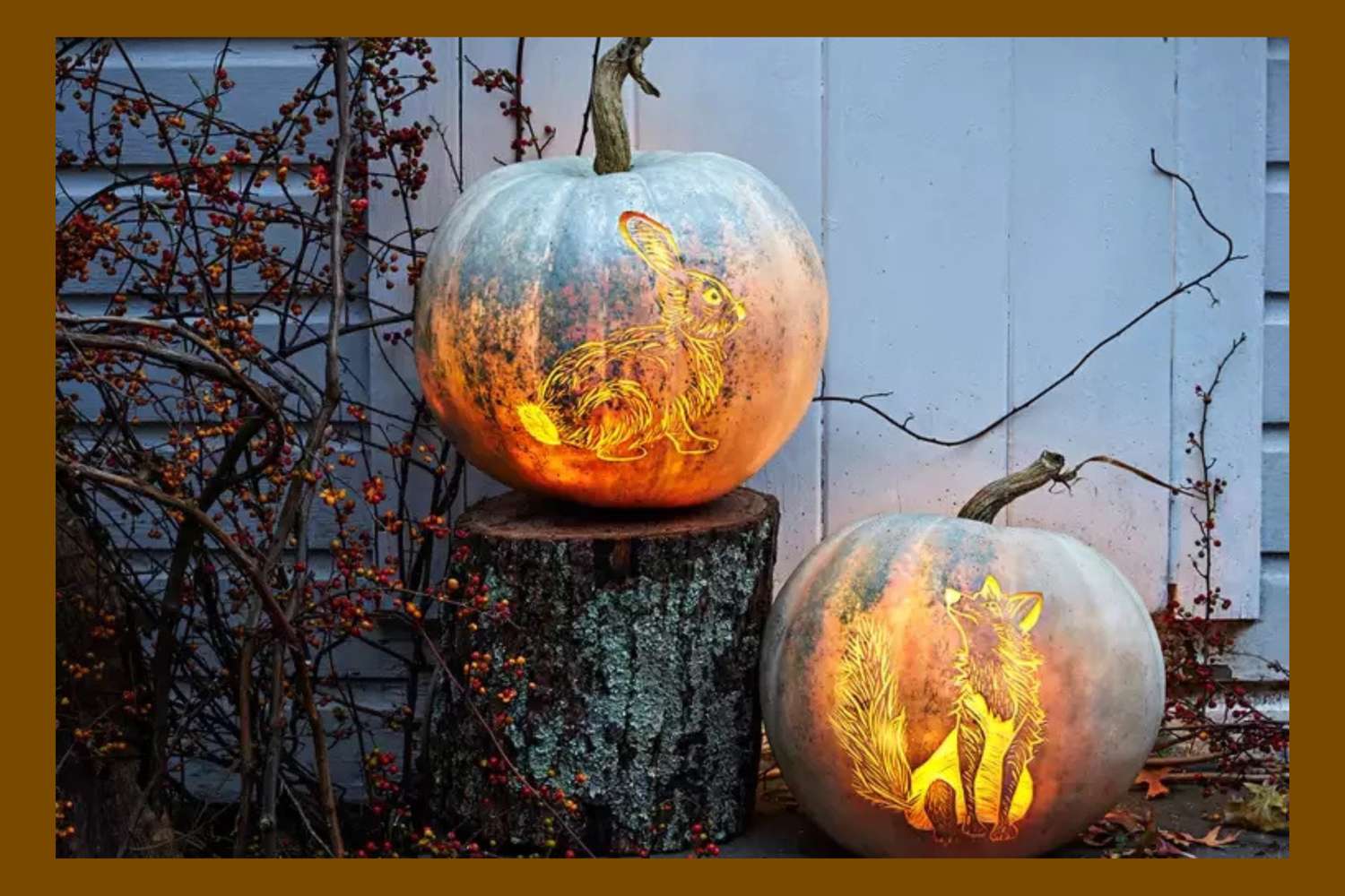 Two carved pumpkins lit from within featuring intricate designs of a rabbit and a fox displayed outdoors