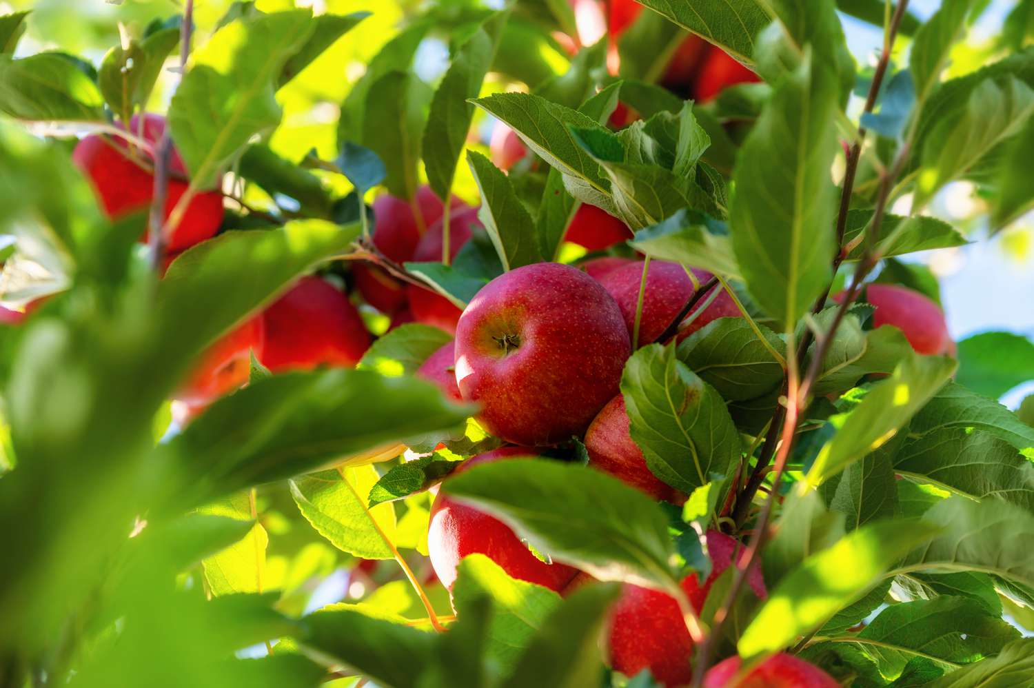 apple tree with red apples 