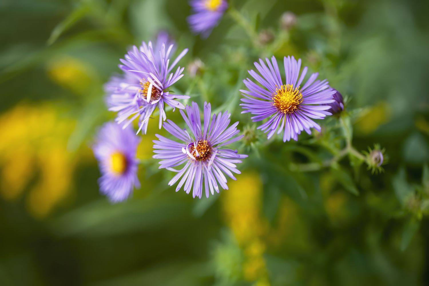 michaelmas Daisy