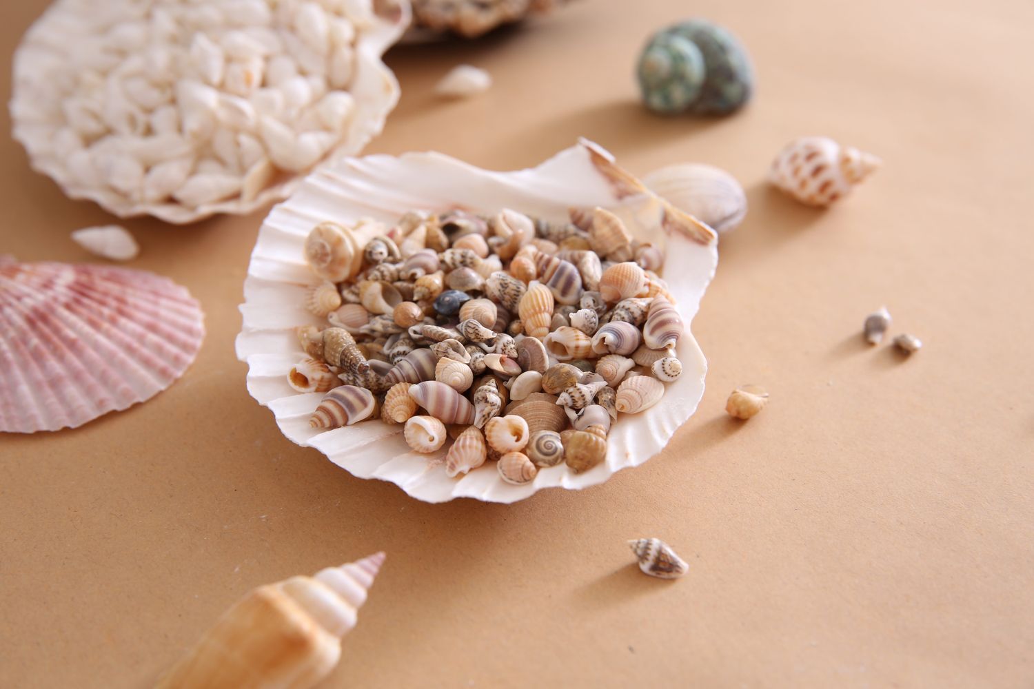 Assorted small seashells displayed in a larger scallop shell on a flat surface with other shells arranged around it