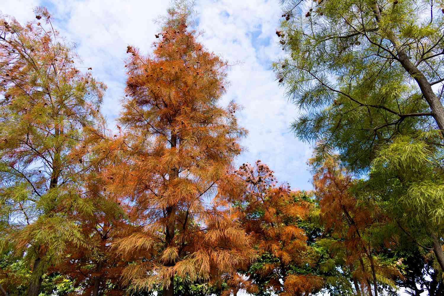 Bald cypress foliage in autumn
