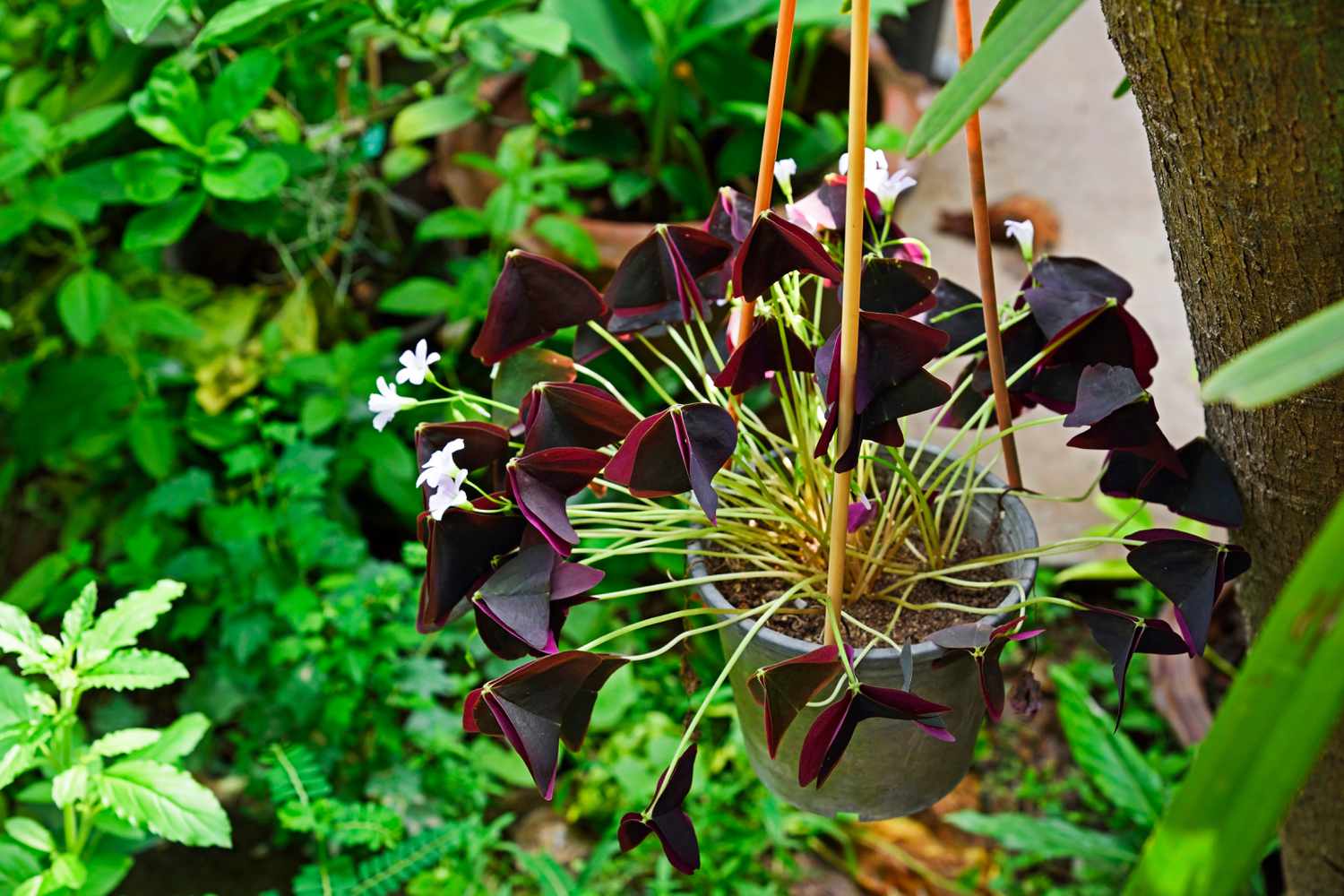 Oxalis Triangularis