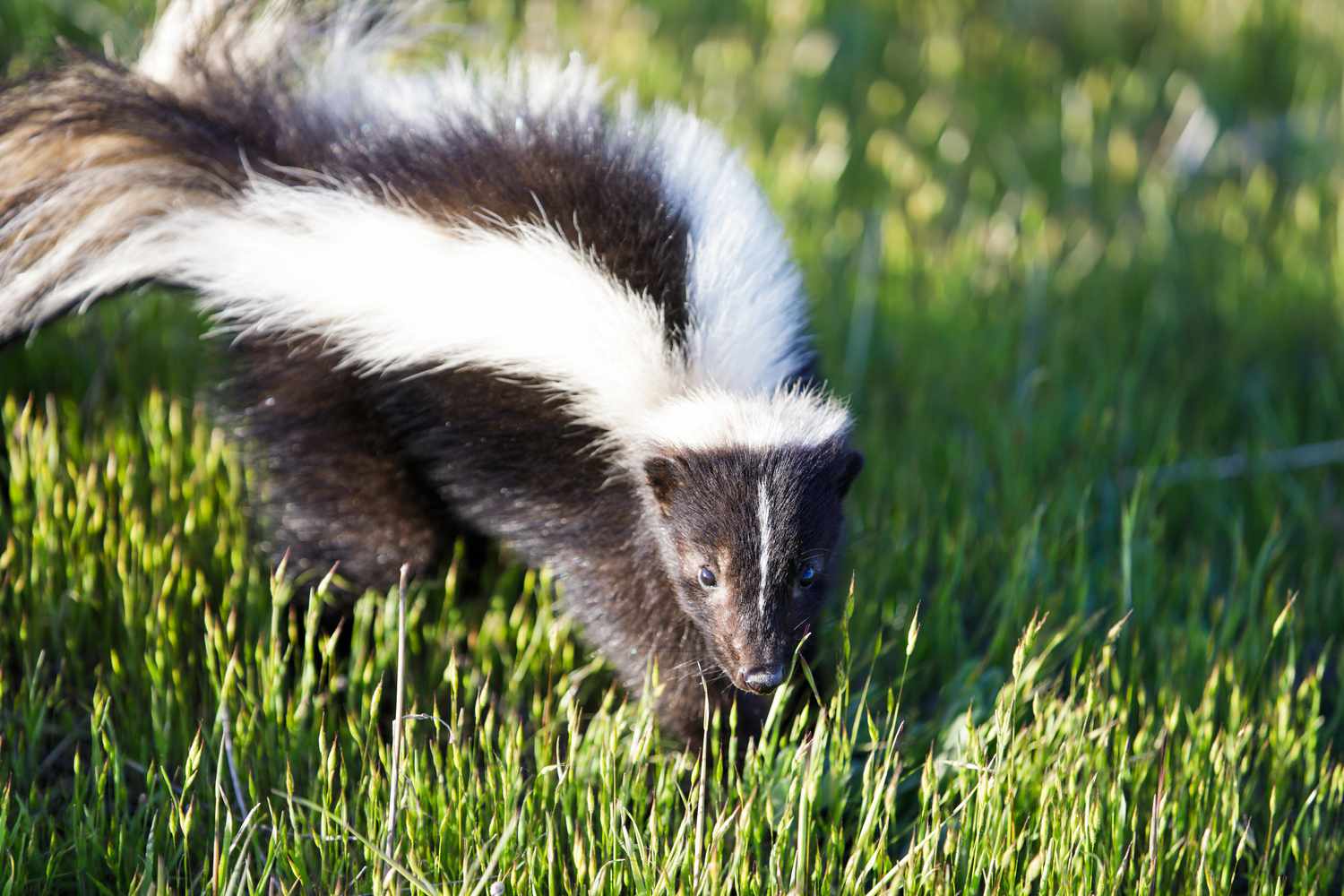 Skunk in yard