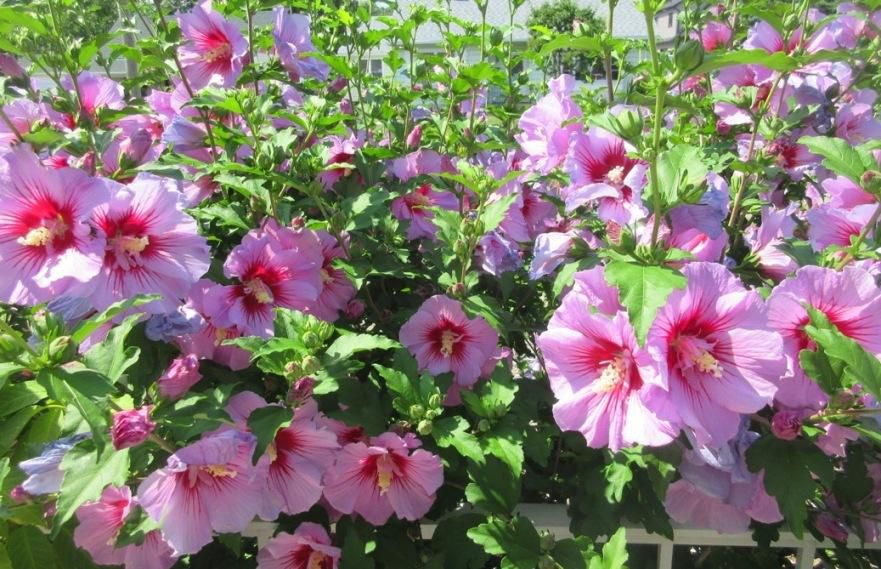 Purple Pillar hibiscus