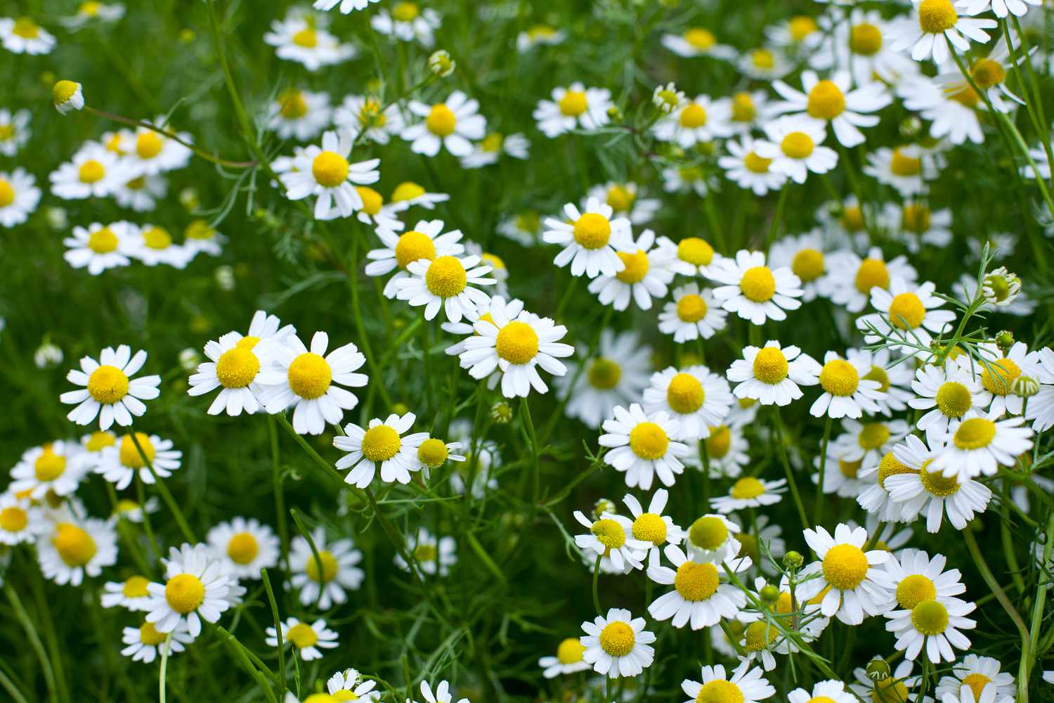 chamomile flowers growing