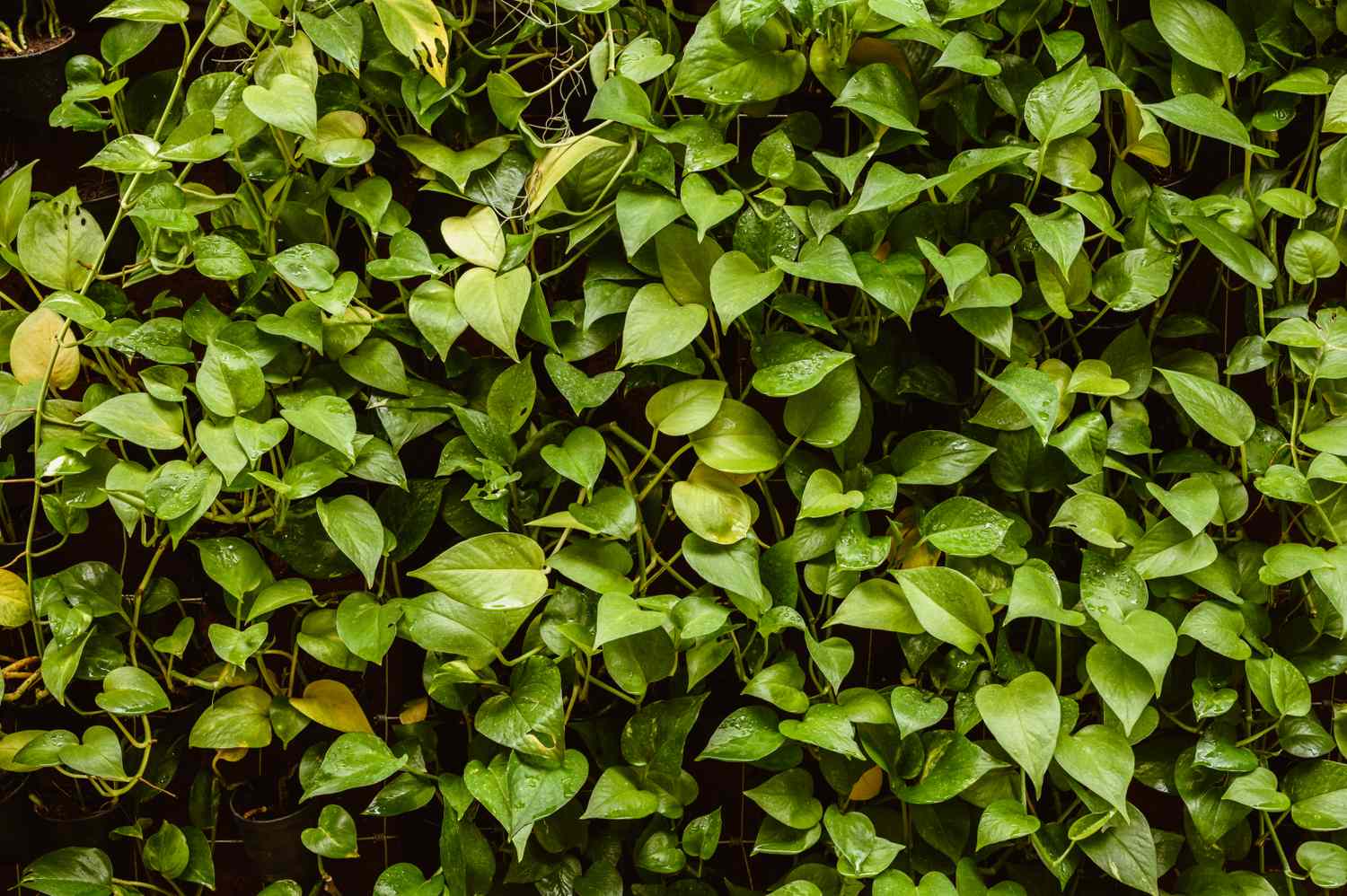 Growth Form, It is a climber to creeper with stems that can grow up to 12 m long. Foliage, The leaves usually have yellow-marble pattern.